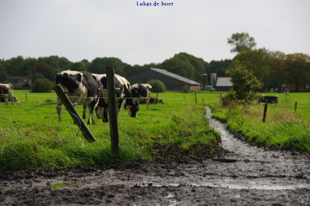 tour (89).jpg - Koeien, met uitzicht op De Ring